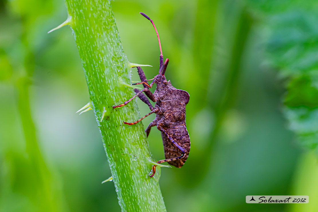 Pentatomidae (???)